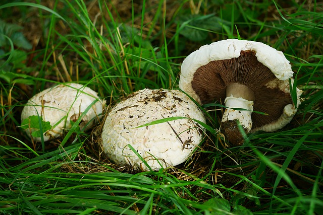 Podłoże do pieczarek
